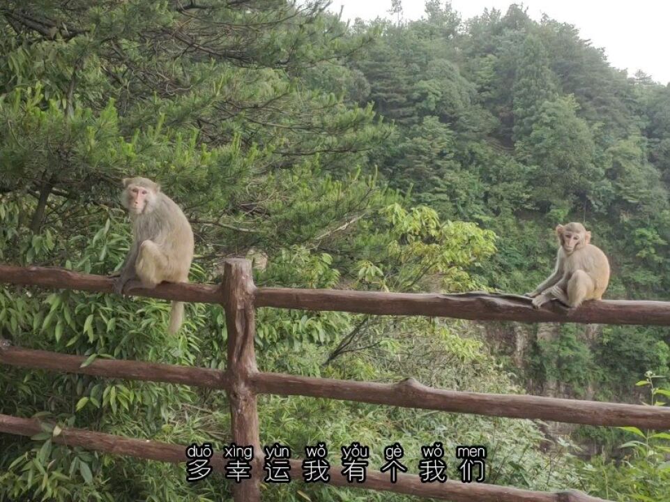 文明观猴#小猴子