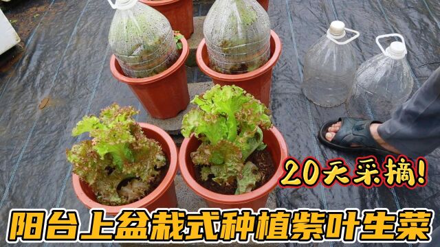 阳台盆栽种植紫叶生菜,20天就能长爆盆,这样种生菜病虫害很少!