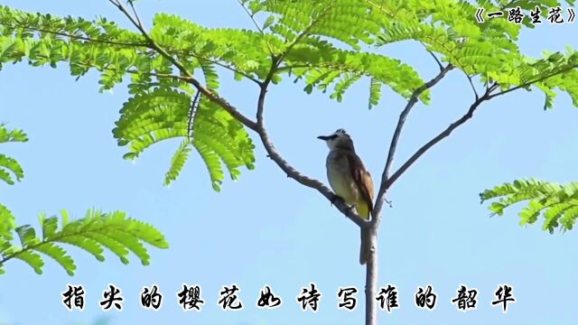 宝藏歌曲《一路生花》