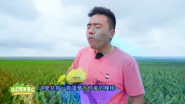 徐闻菠萝又熟了~请收下这份“菠萝的海”旅游攻略!