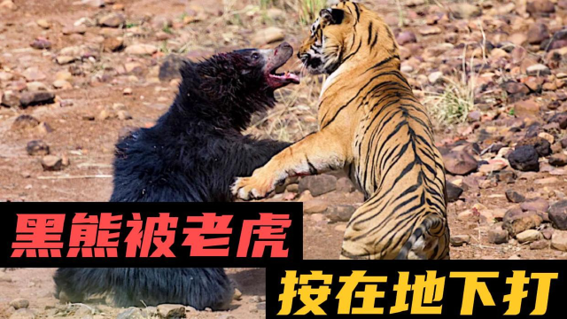 黑熊和老虎发生激烈打斗,黑熊一直出于被动状态,结局意想不到