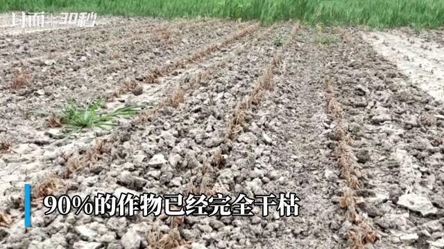 30秒|意大利遭受干旱打击的农民又面临海水威胁