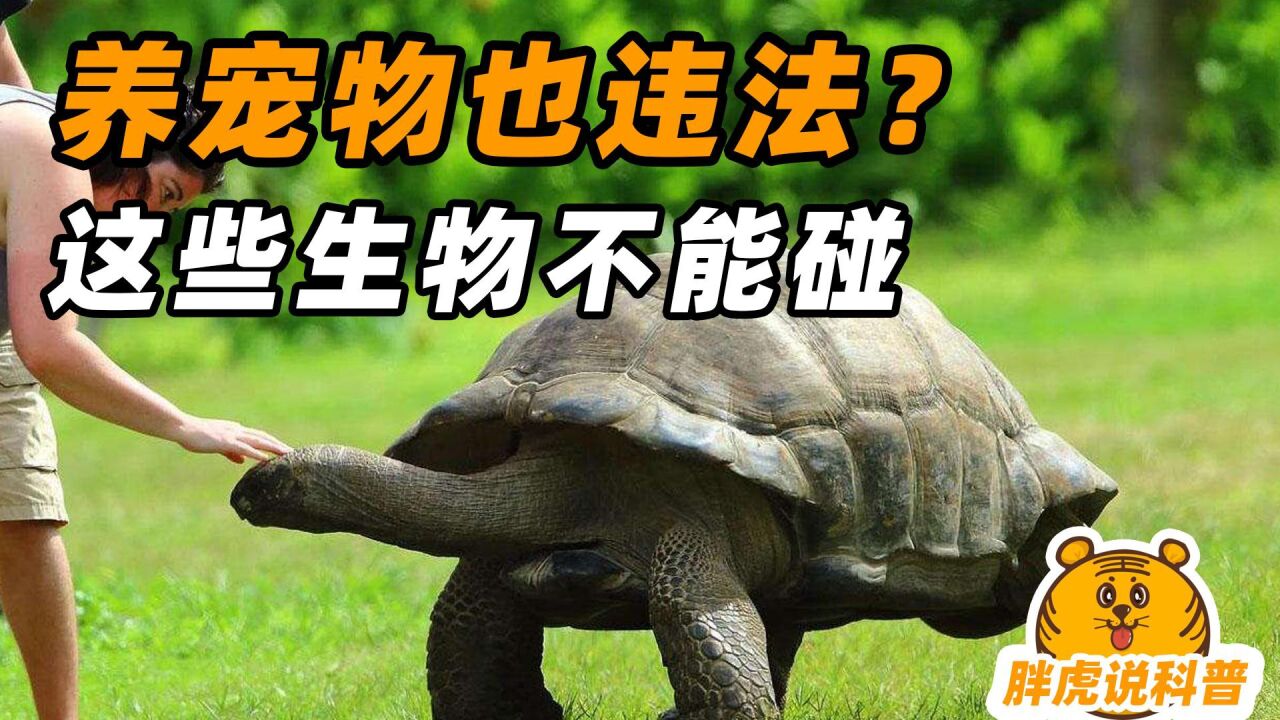 养了一年乌龟，结果招来牢狱之灾！盘点让人“牢底坐穿”的动植物_腾讯视频