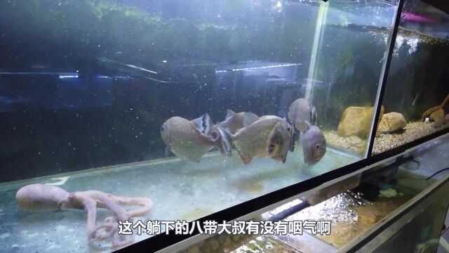 6条饿了10天的凶猛食人鱼,怒撕八只触手的深海八带鱼,凶猛异常