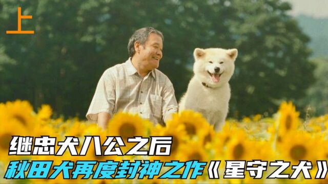 继《忠犬八公》后,又一感人力作,主人离世后,狗狗陪在身边不离不弃