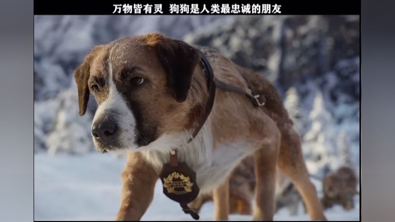狗狗是人类最忠实的朋友#野性的呼唤#腾讯影视新热计划#我在腾讯追好剧_高清1080P在线观看平台_腾讯视频