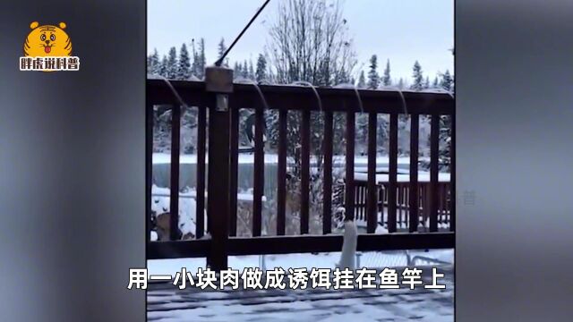 白鼬:外表温柔内心刚,毫无感情的无敌小猎手