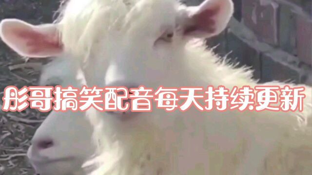 彤哥搞笑配音