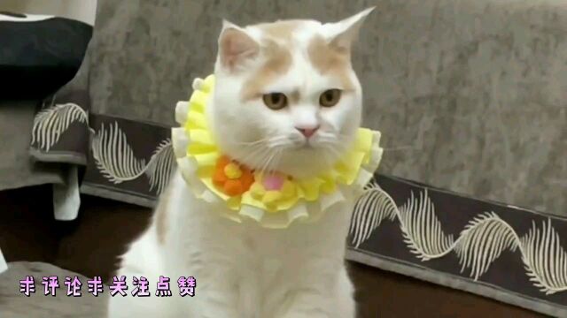 猫咪说话搞笑瞬间