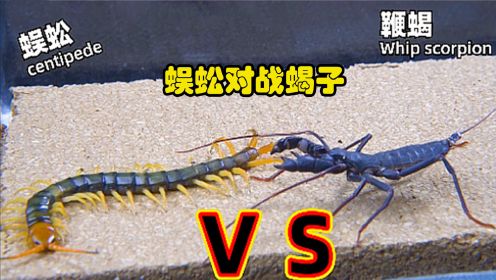 毒王PK：蜈蚣和蝎子大战，五毒之毒的生死对决!