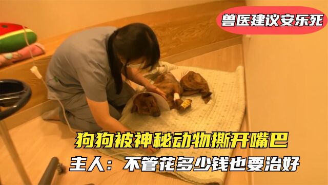 狗狗被神秘动物撕开嘴巴,兽医建议安乐死,主人说花多少钱都要治