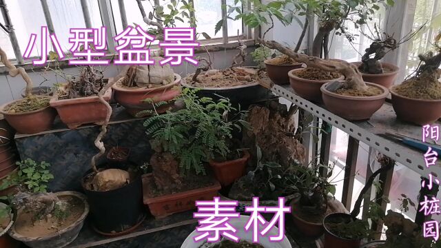 夏季气温高,阳台上的小型素材怎样养护?记住一点可安全度夏