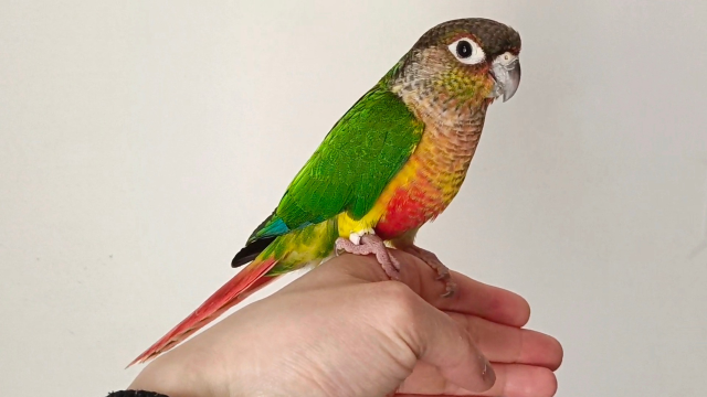 手养的小太阳鹦鹉特别亲人,在人身上会憋便便,太乖了_腾讯视频