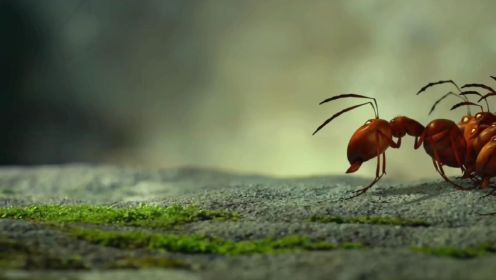 黑蚂蚁搬运货物，红蚂蚁拦路打劫，从山上坠落瀑布，经过重重困难最终成功的甩开了红蚂蚁🐜……