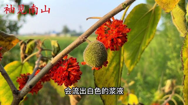 夏天最诱人的野果“构桃”成熟了,酷似杨梅,没想到价值这么好