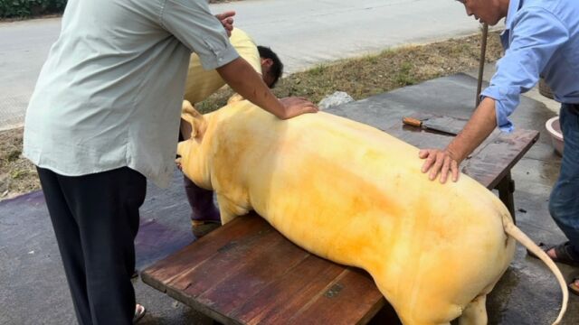 老人家养猪50年 第一次遇到这种黄色皮肤的猪 砍开肉后被惊艳到了