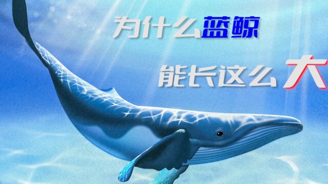 壹海洋科普|为什么蓝鲸能长这么大 