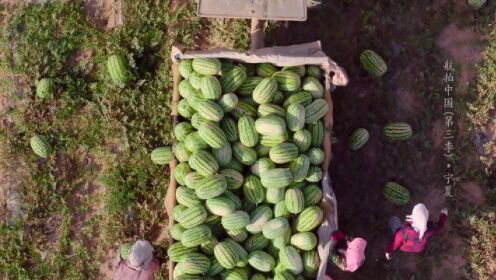 自从引来了黄河水，宁夏的夏天也充满了西瓜的香甜