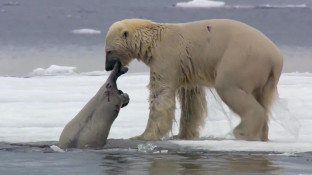北极熊捕猎白鲸,一口"爆头"使其毙命,如不是亲眼所见谁会相信