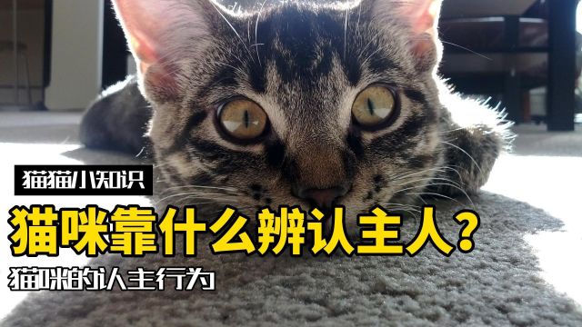 猫咪是怎么辨认主人的?你的猫能认出你吗?