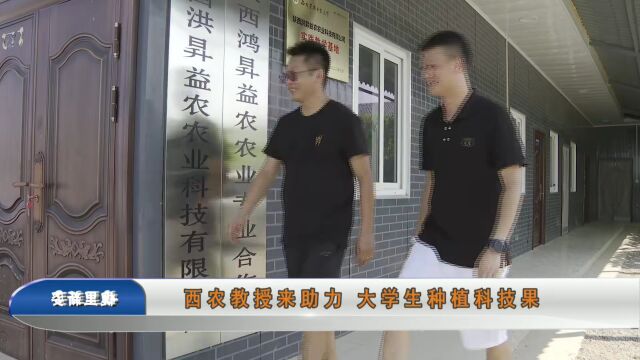 【莽原渭水】西农教授来助力 大学生种植科技果