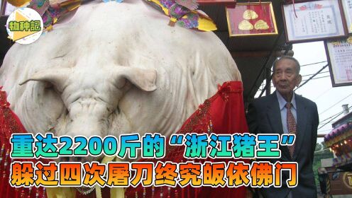 重达2200斤的“浙江猪王”，躲过四次屠刀，终皈依佛门_高清1080P在线观看平台_腾讯视频