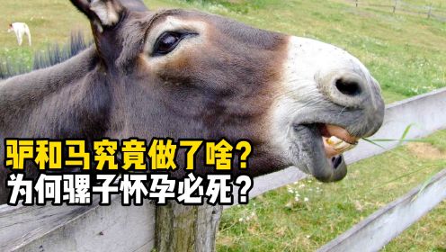 驴马惹的祸，为啥要让骡子背？骡子怀孕后真的活不成了吗？