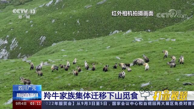 四川眉山:实时监测系统拍到野生大熊猫“倒立”视频