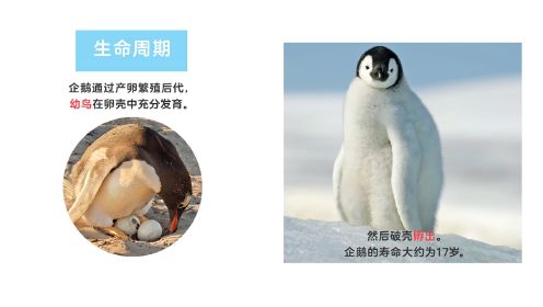 第01集游泳健将企鹅·极地动物