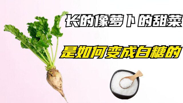 长的像萝卜的甜菜,是如何变成白糖的