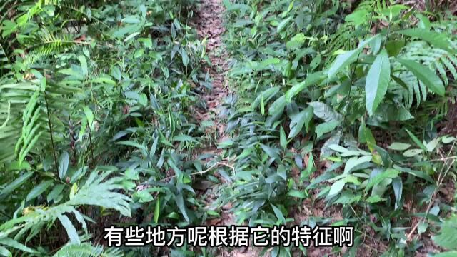 淡竹叶又名山鸡米,它被称为“烦暑佳品”,用它煮水作用厉害了