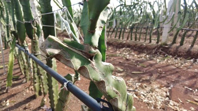 怎样种植土豪燕窝果?果农果地现场讲解,各种实用数据让你很易懂