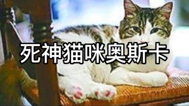 死神猫咪奥斯卡