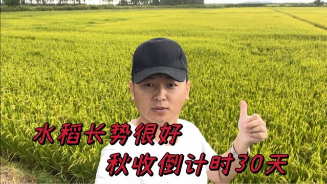 东北大米涨势很好,秋收倒计时30天!