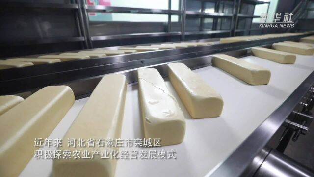 石家庄栾城:产业化经营助力农业经济高质量发展