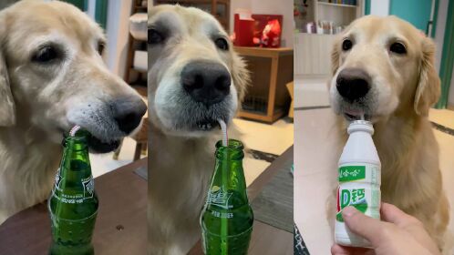 狗狗主动咬吸管喝饮料,看见逐渐减少的饮料网友惊了