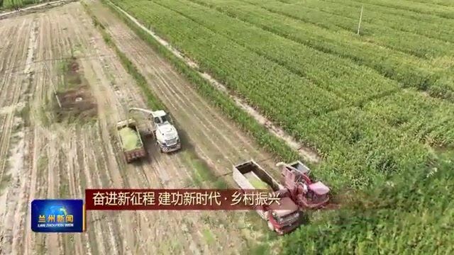 【兰州新闻】兰州新区秦川园区5万亩玉米喜获丰收