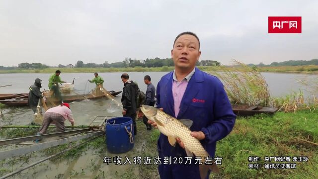 百亩水面开网捕捞 水草丰茂鱼儿肥