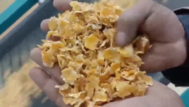 玉米压片日产100吨设备多少钱?玉米压片机视频实拍