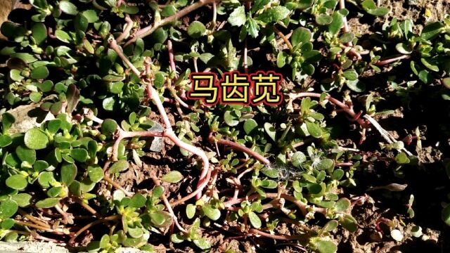 到处都有这种植物,你们认识吗?它是“马齿苋”看完就了解了