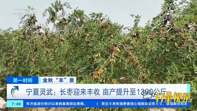 宁夏灵武:长枣迎来丰收,亩产提升至1300公斤