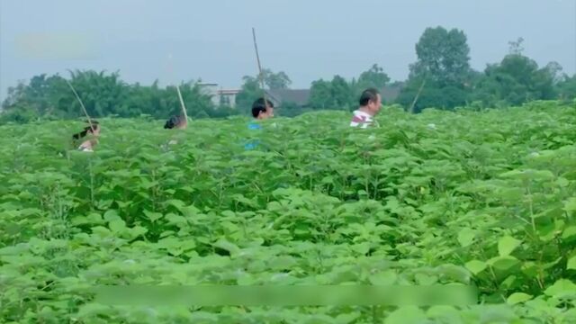 传承2600年的传统非遗工艺,从绿植苎麻到变成夏布的过程,纪录片