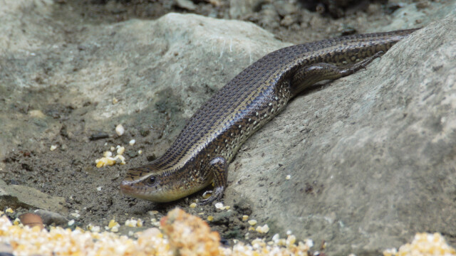 石龙子科光蜥(视频)