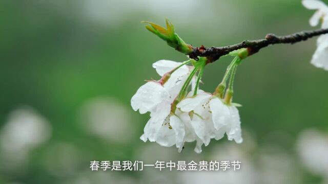 华阳小学三17《滴滴春雨润心田》