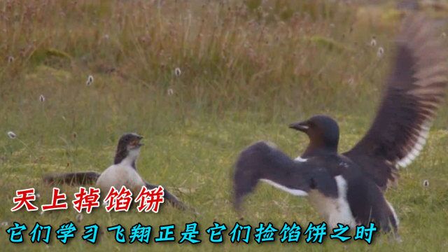 学习飞行的海鸦雏鸟却成为了它们从天而降的馅饼