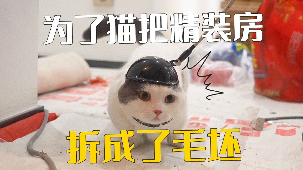 小奶猫的成长日记_新房交付的第一天，就为了猫把整个家拆了！_高清1080P在线观看平台_腾讯视频