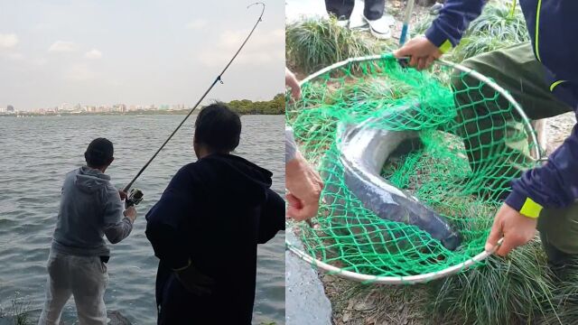 大爷在杭州西湖钓出巨物,遛到岸边抄网后惊喜,众人合力抬走