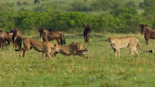 猎豹抓捕小羚羊，对塞伦盖蒂5只猎豹记录的第四天