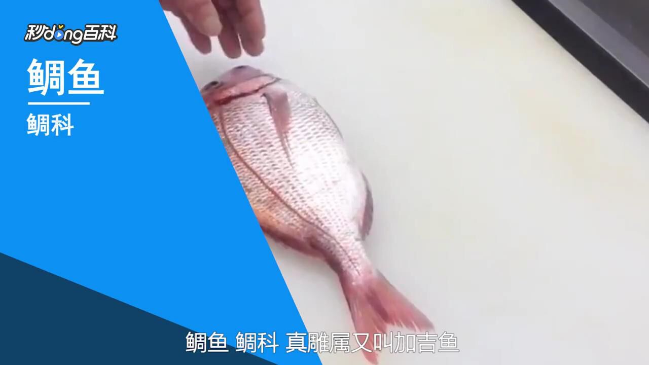 日本鱼王--鲷鱼_腾讯视频