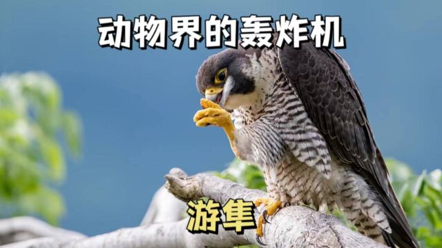 动物界的轰炸机之游隼